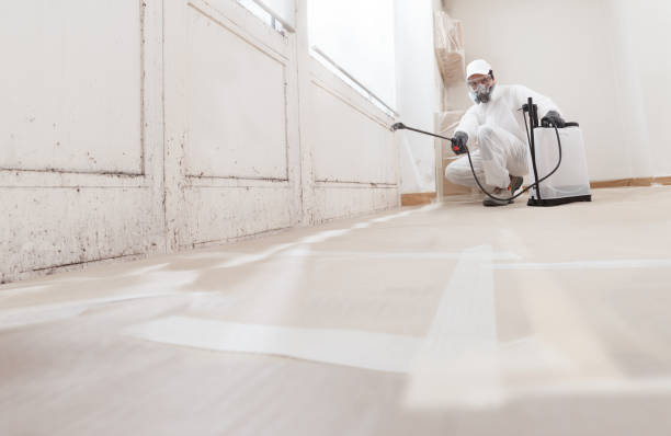 Black mold remediation team in Lexington Park